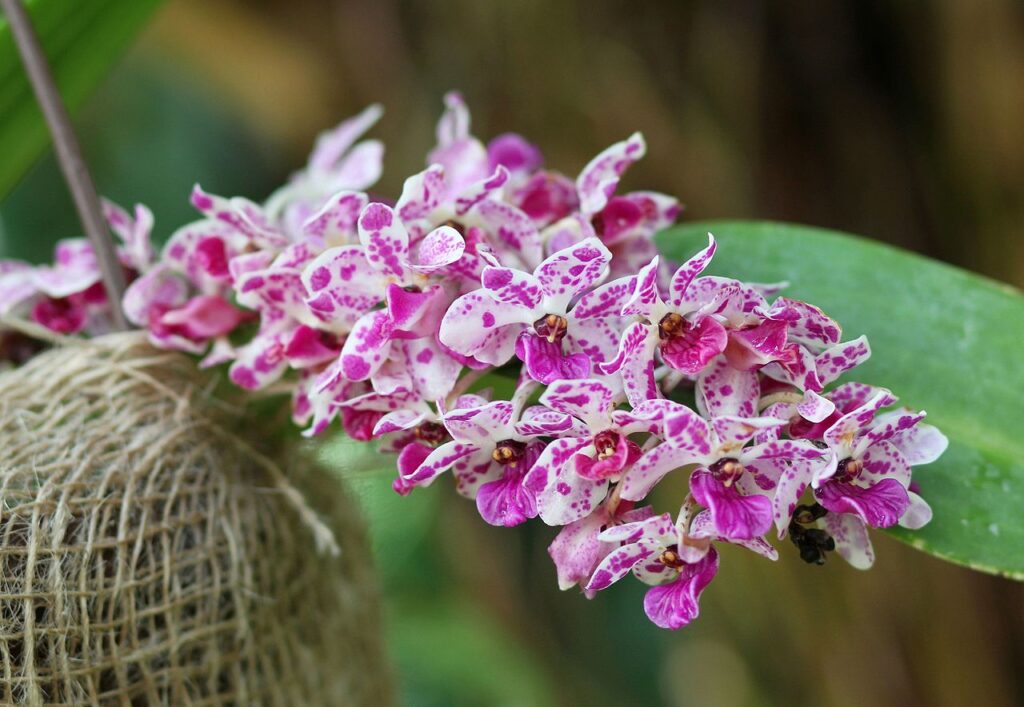 Rhynchostylis Gigantea Um Guia Completo Desta Planta