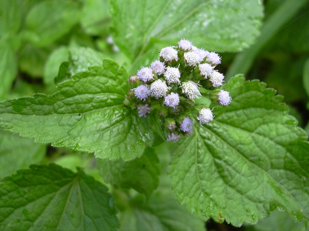 Ageratum Conyzoides Um Guia Completo