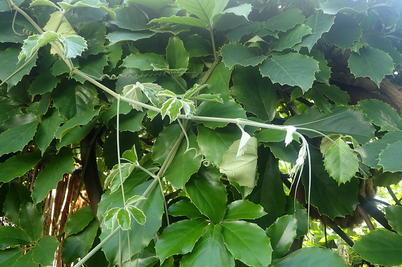 Tetrastigma Voinierianum Um Guia Completo