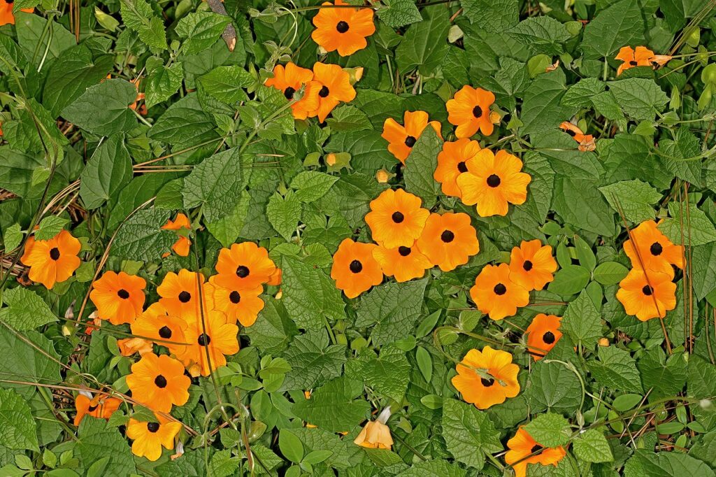 Thunbergia Alata Um Guia Completo