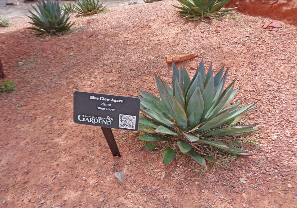 Agave Blue Glow Um Guia Completo