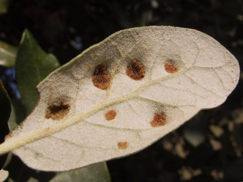 Ácaros nas Plantas: Um Guia para Identificar, Prevenir e Combater