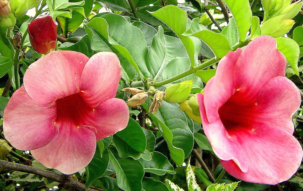 Allamanda Blanchetti Um Guia Completo