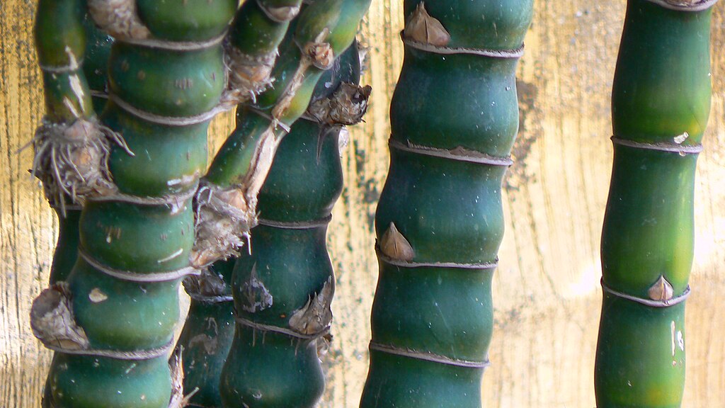 Bambu Barriga de Buda Um Guia Completo