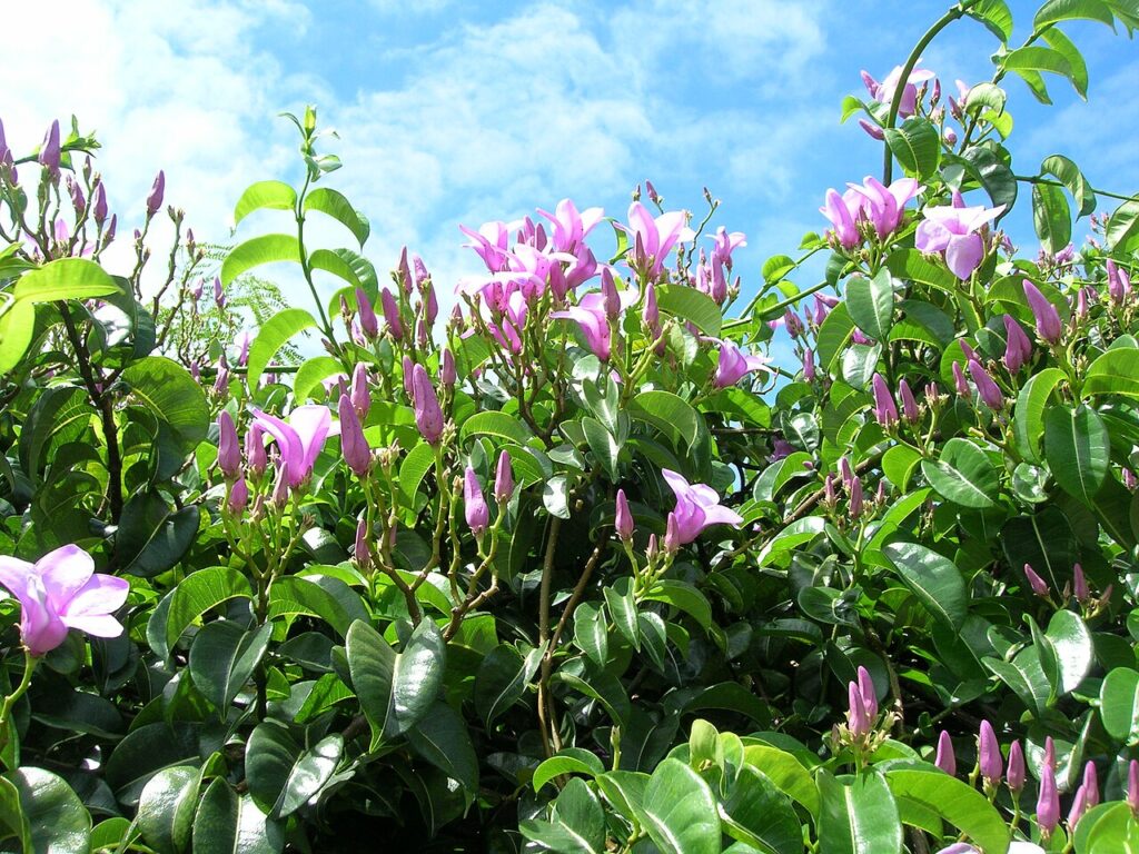 Cryptostegia Madagascariensis Um Guia Completo