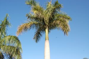 Palmeira Imperial no Vaso: Como Cultivar e Cuidados Essenciais