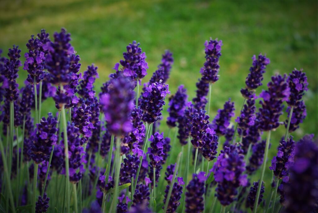 Flor de Lavanda: Um Guia Completo Sobre Essa Planta Aromática