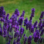 Flor de Lavanda: Um Guia Completo Sobre Essa Planta Aromática