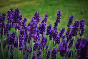 A Lavanda Ajuda a Dormir Melhor?