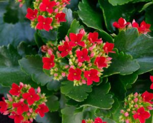 Kalanchoe Blossfeldiana e Seu Ciclo de Vida
