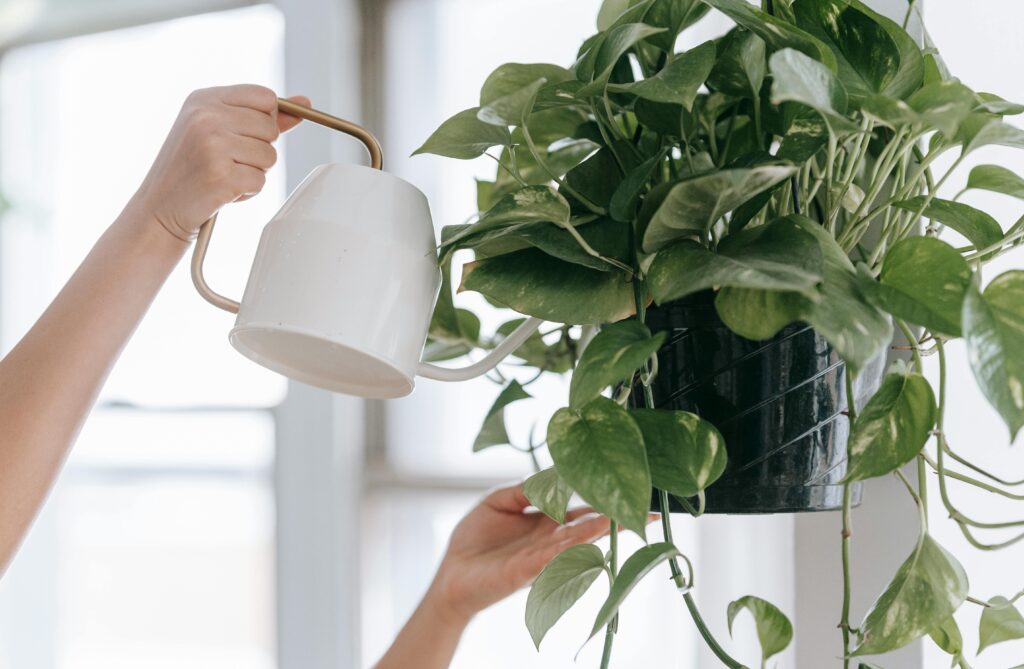 Plantas Para Dentro de Casa Sem Sol