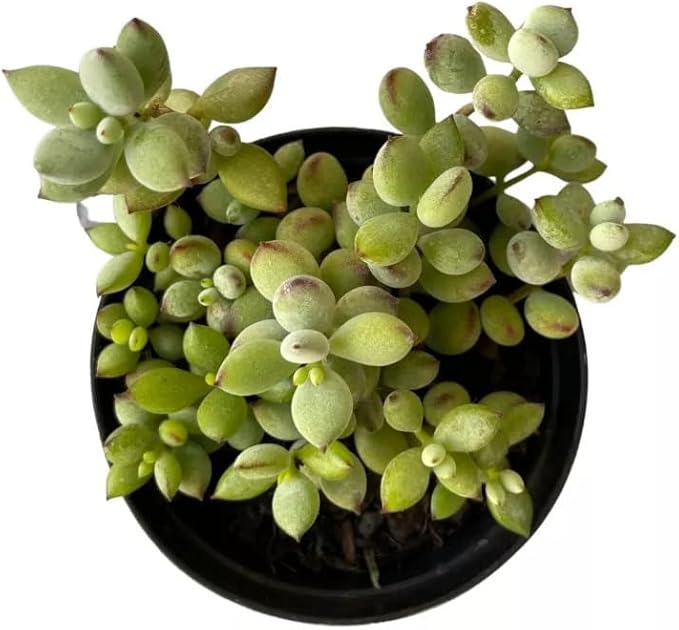 Muda Suculenta Cotyledon Pendens: Suculenta Rara
