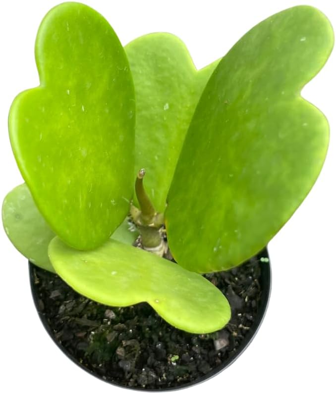 Suculenta Coração Hoya, Planta Natural, Mudas Lindas e  Fácil Cultivo