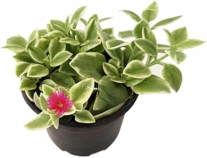 Muda Suculenta Rosinha Do Sol Aptenia Cordifolia Variegata