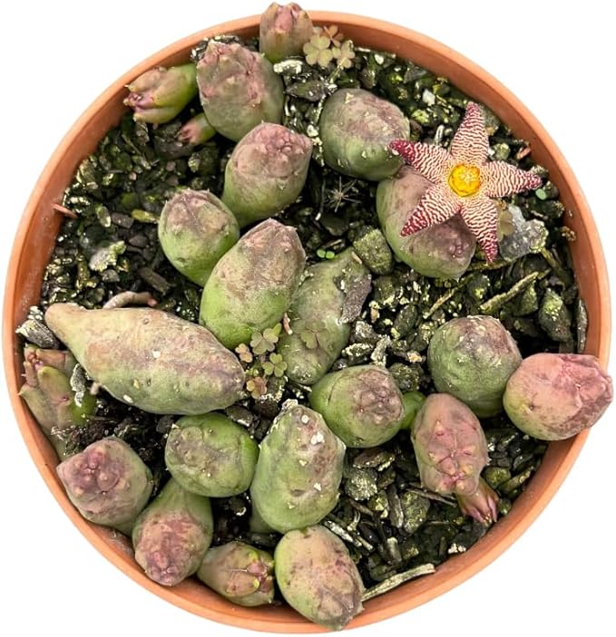 Muda Suculenta Piaranthus Punctatus