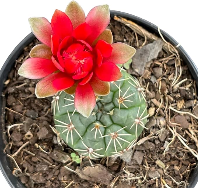 Cacto Gymnocalicium Baldianum com Flor Vermelha