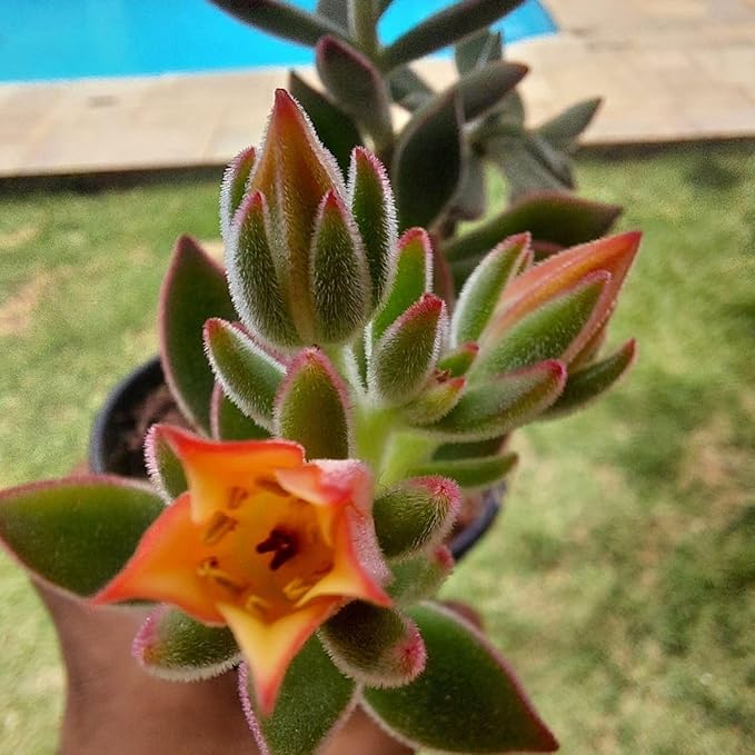 Muda Echeveria Pulvinata Ruby Suculenta Rara Aveludada
