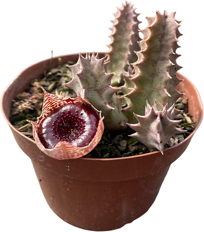 Suculenta Huernia Transvalensis, Muda Suculenta Rara