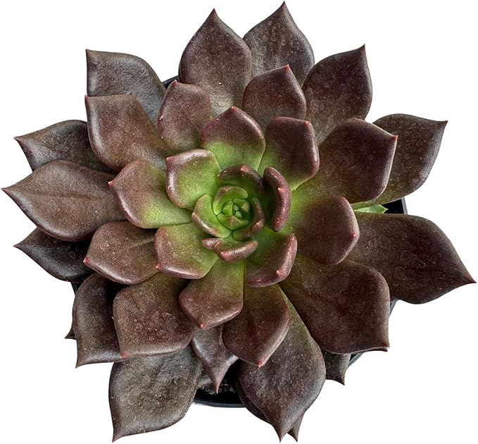 Suculenta Hot Chocolate, Planta Natural, Muda Linda e Fácil Cultivo