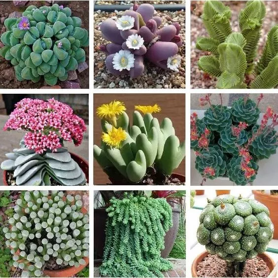 100 sementes suculentas sortidas mix de especies com manual de cultivo