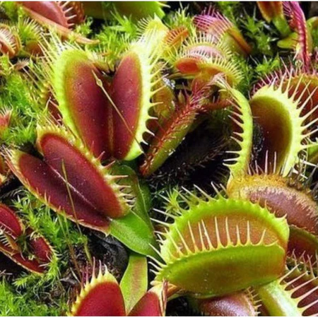 100 sementes de planta carnívora