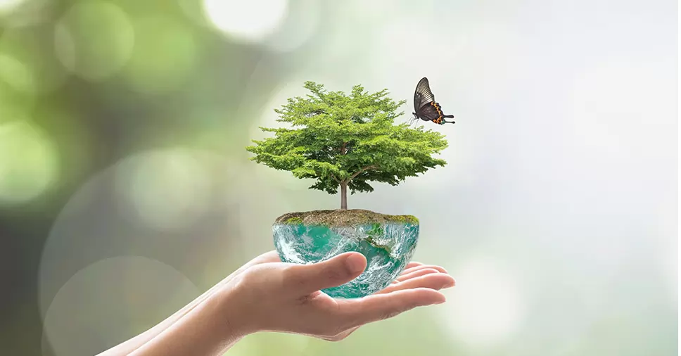 Imagem da planta