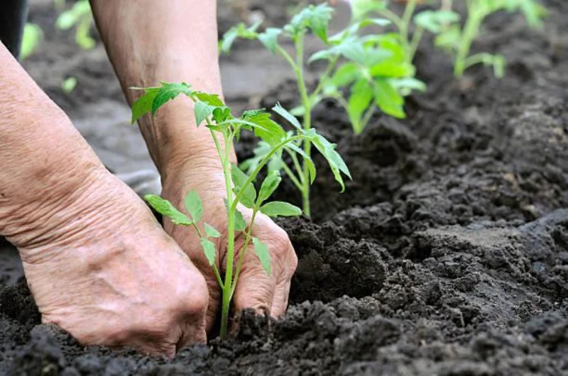 Imagem da planta