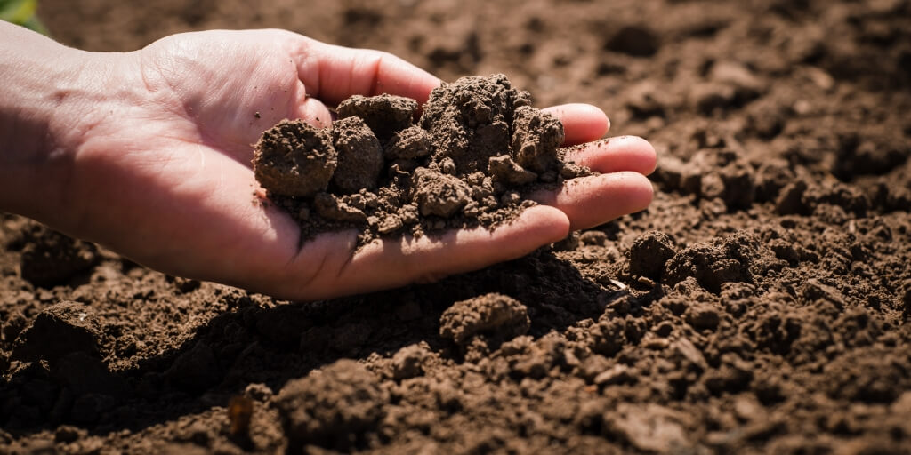 Imagem da planta