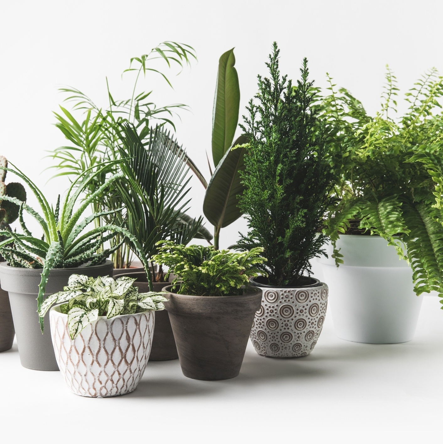 Imagem da planta