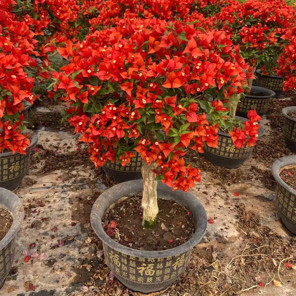 Sementes de Flor de Buganvília Coloridas
